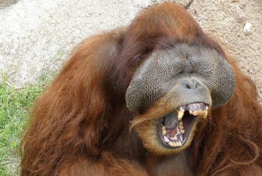 MonkeyLaugh