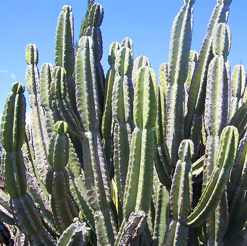 Cereus Cactus
