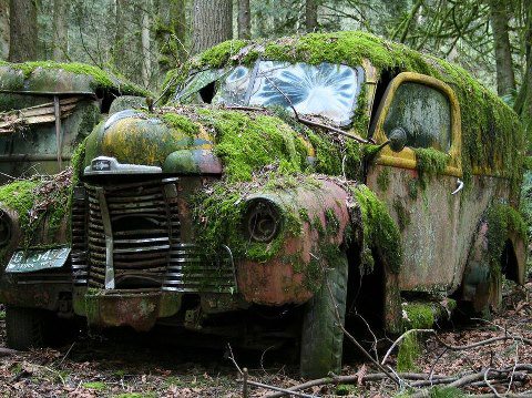 Moss covered car