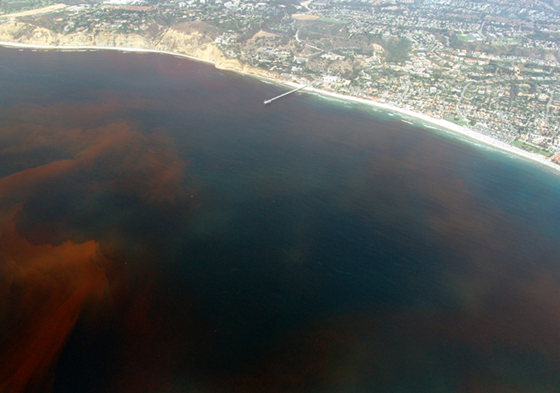 Scientists think red tide may be cause of mass jumbo squid suicides in california 1 image thumb501