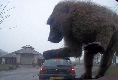 Well-timed photo of monkey on car windshield gives allusion of giant monkey attacking car