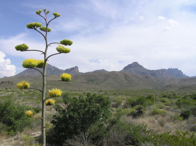 agave flower and mountains chihuahuan desert