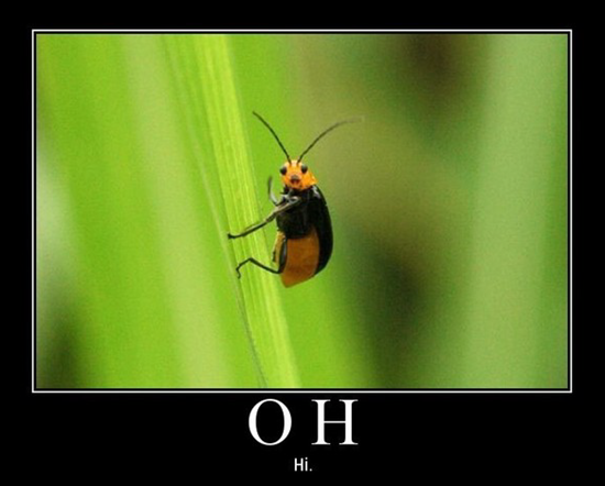 Funny bug