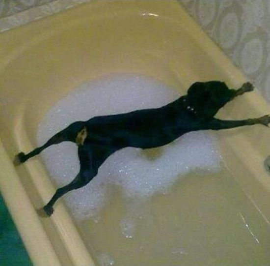 Funny dog straddled across bathtub refusing to get in