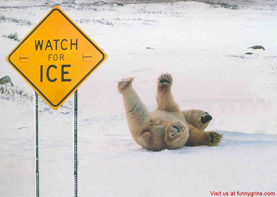 Watch for ice bear fall