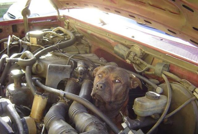 Dog in car engine compartment