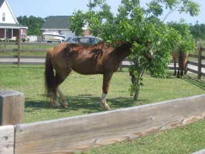 Can you find the horse?