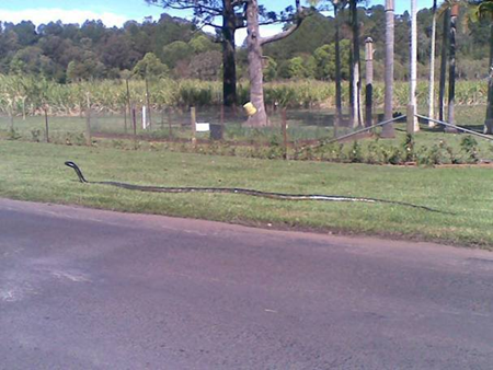 Huge king brown snake in australia Huge King Brown Snake in Australia