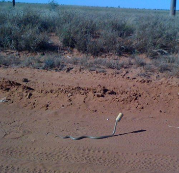 Snake with can stuck on head
