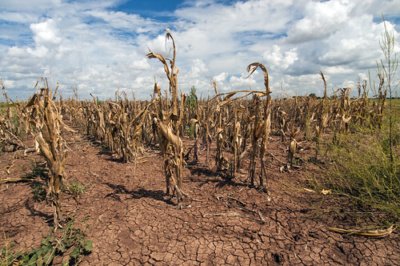 Corn shows drought Texas on Aug. 20, 2013