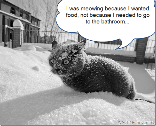 I was meowing because I wanted food, not because I needed to go to the bathroom...