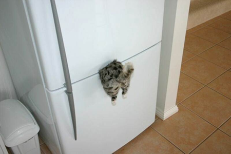 refrigerator_magnet_cat