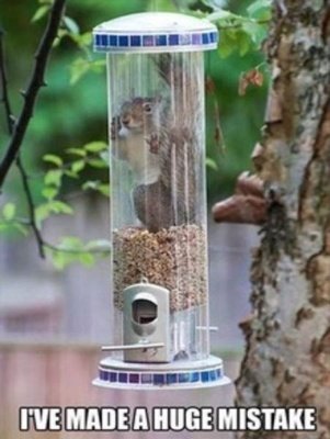 squirrel trapped in feeder 1