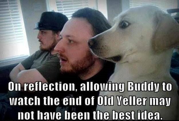 the end of old yeller 1