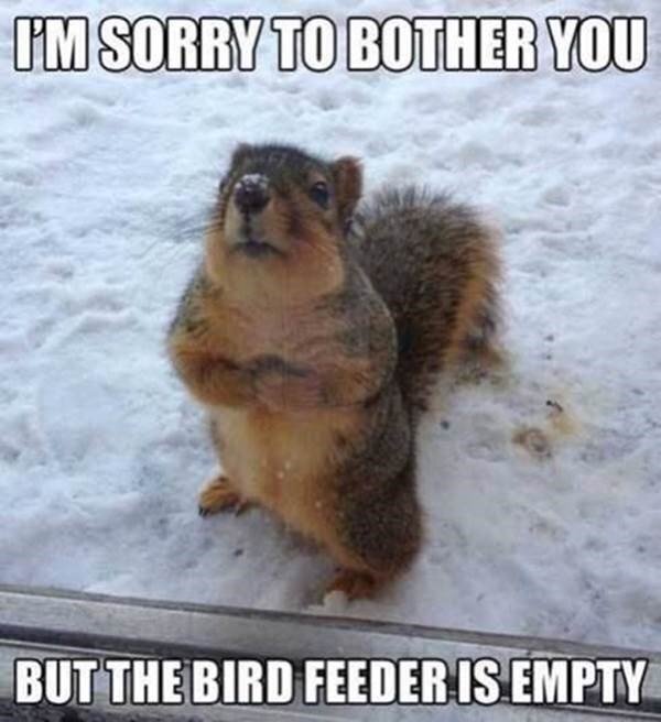 the feeder is empty 1