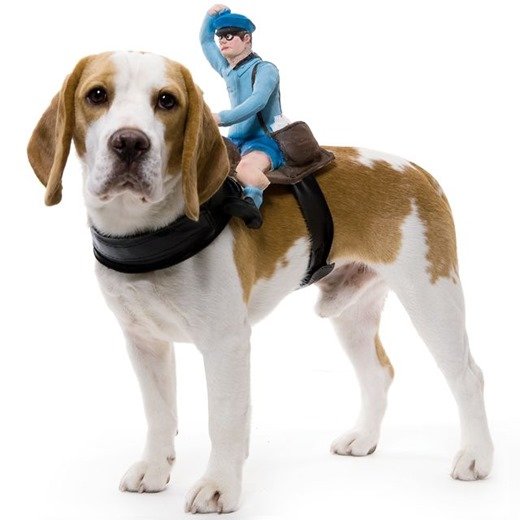 Funny dog halloween costumes that look like something is riding on it 1 w680 3 thumb