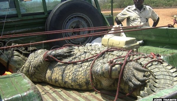 CROC