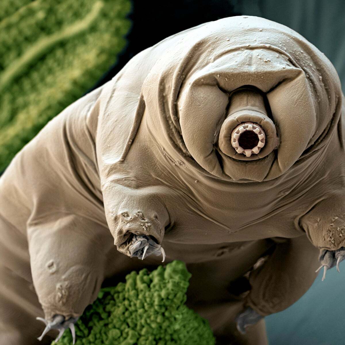 A tardigrade (Paramacrobiotus craterlaki) in moss.