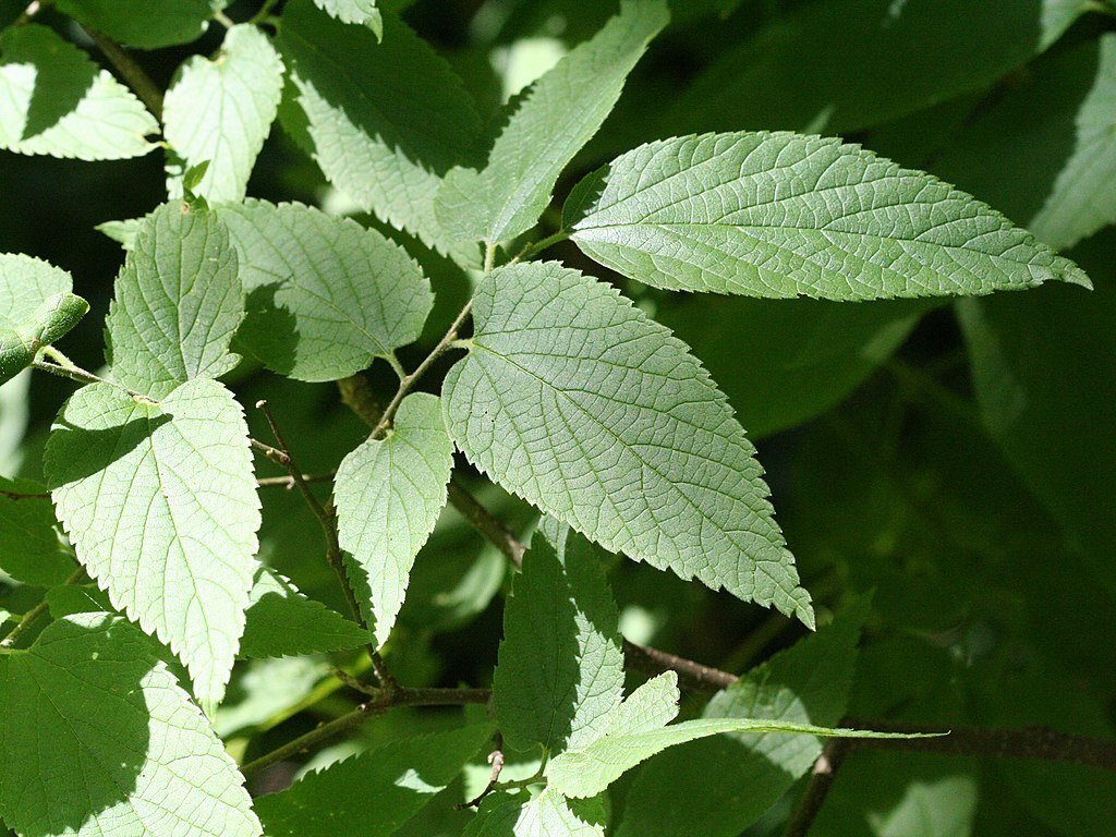 Hackberry Invasive Hackberry - Edible Wild Plant - How To Find, Identify, Prepare, And ...