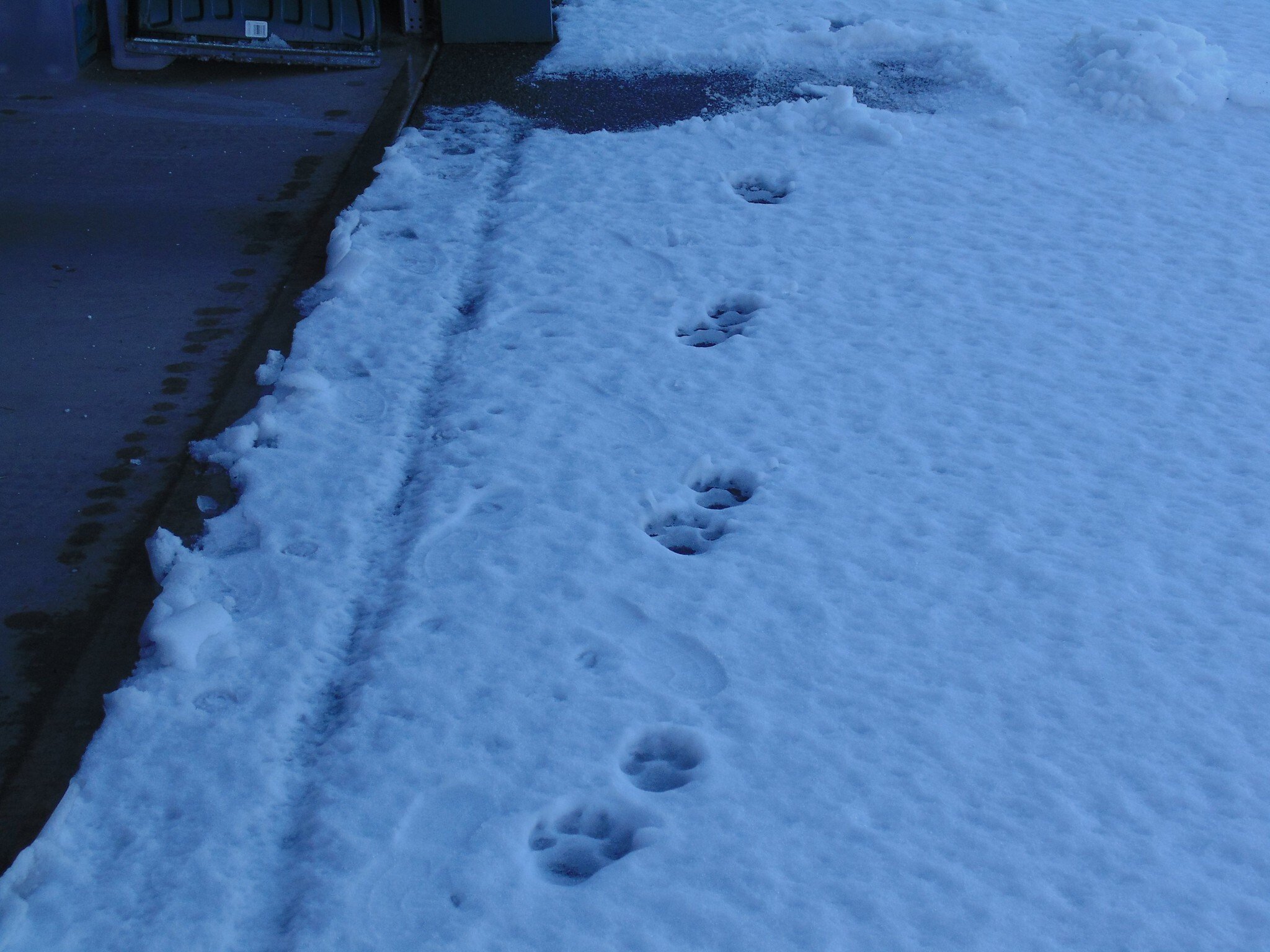 How To Identify Mountain Lion (Cougar) Tracks And Signs. Geek Slop