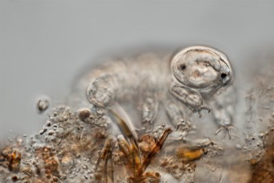 Dried up tardigrade before being revived