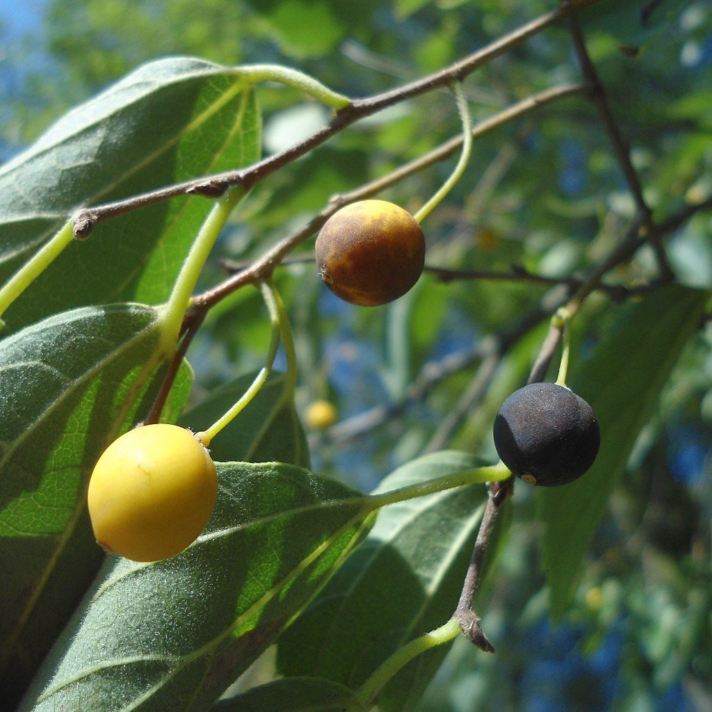 Hackberry fruit on tree