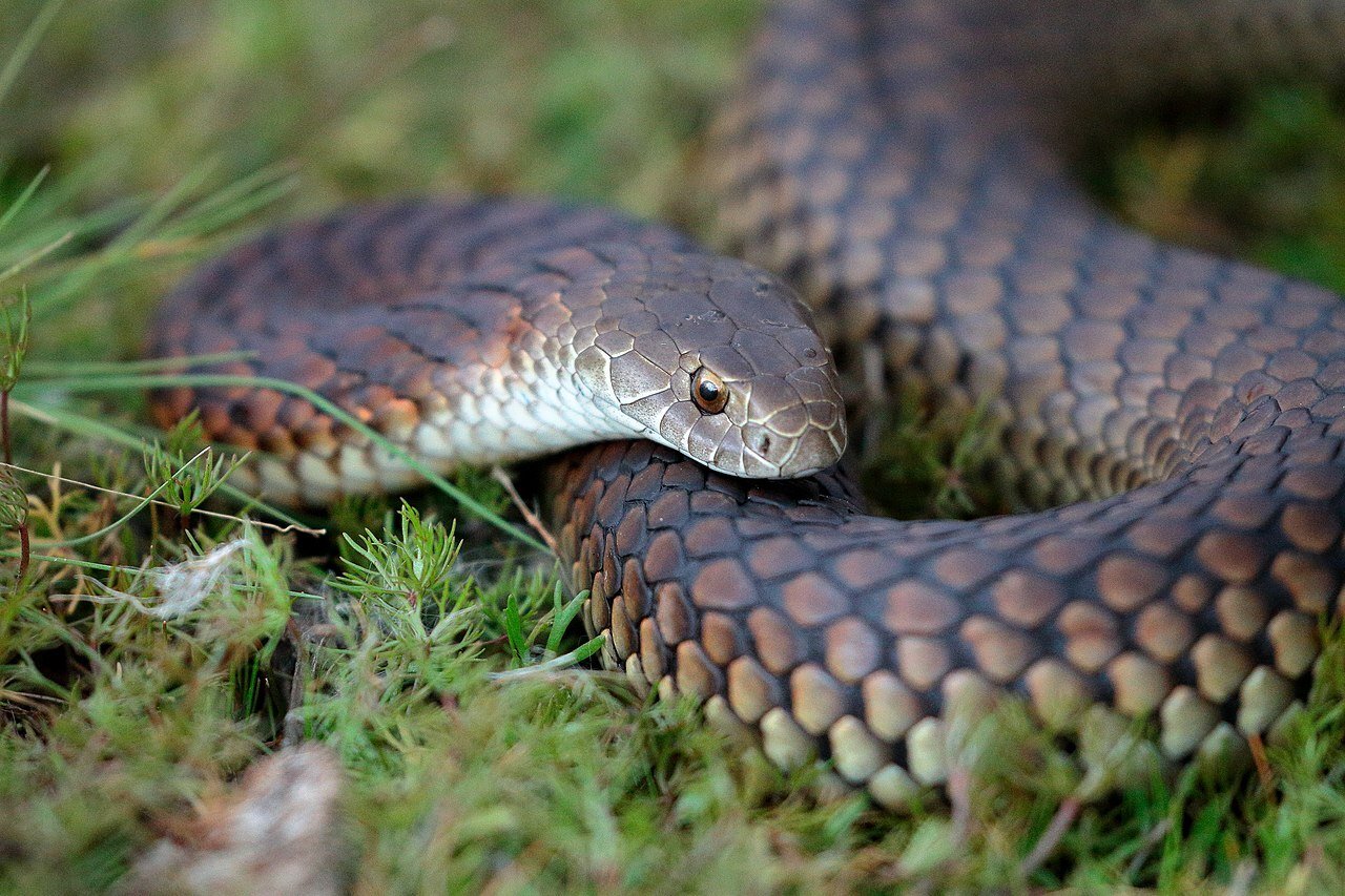 Lowland copperhead in Mullawallah Wetland (formerly Winter Swamp) Ballarat, Victoria