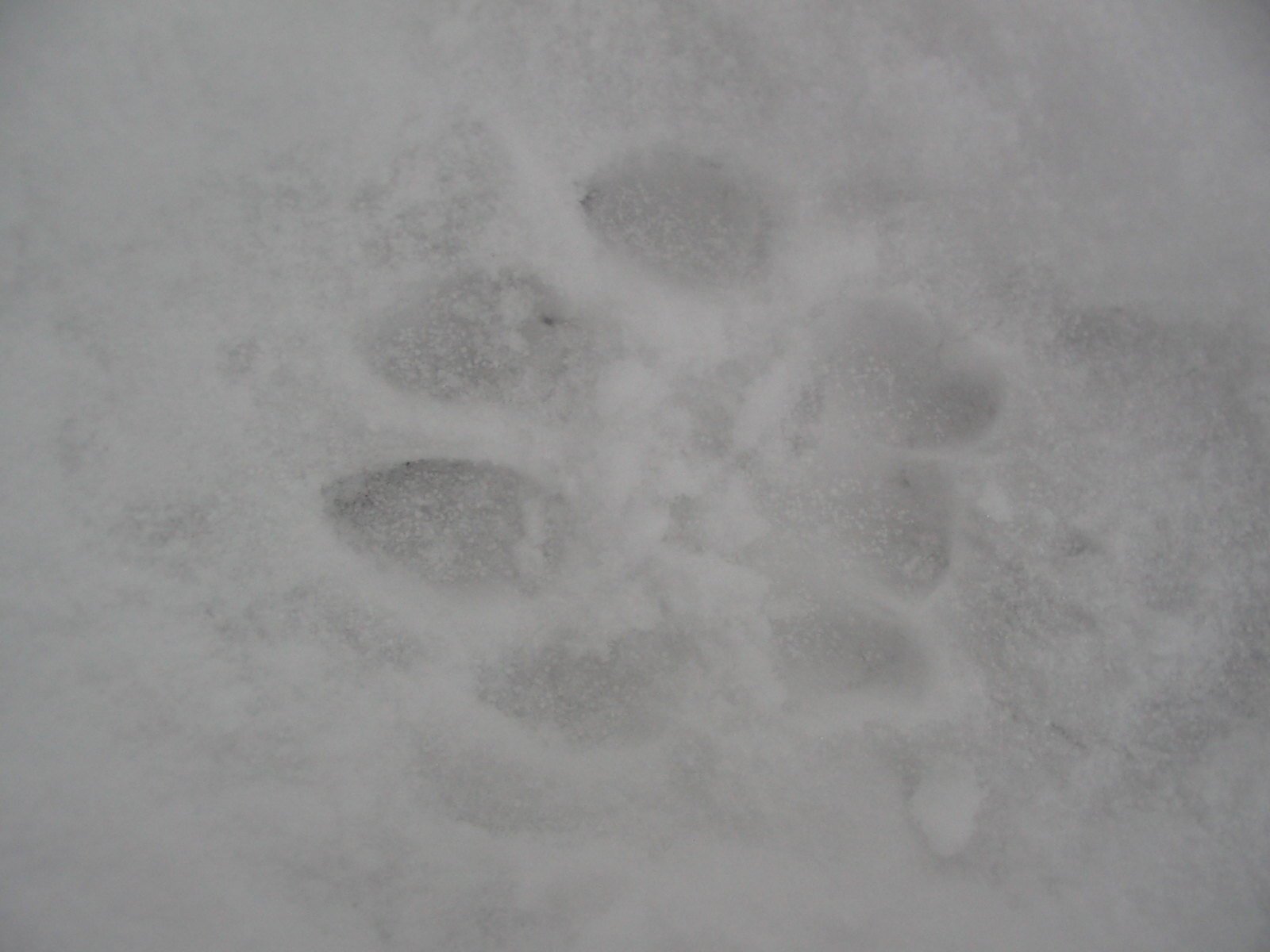 How To Identify Mountain Lion (Cougar) Tracks And Signs. Geek Slop