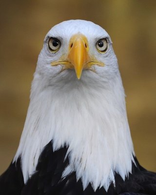 Haliaeetus leucocephalus or as more commonly called... Bald Eagle