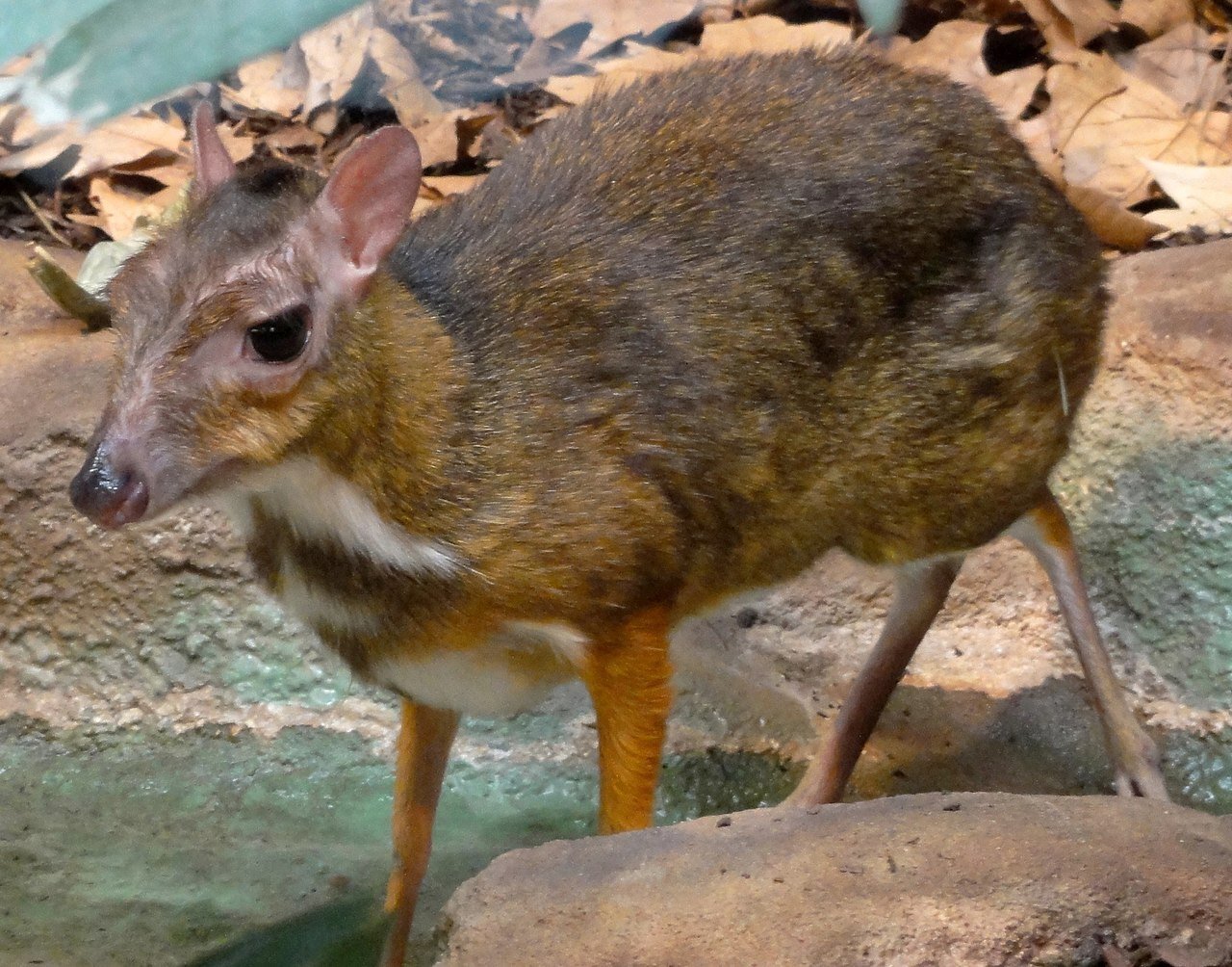 A Deer No Bigger Than A Hamster? Meet The Tiny Java Mouse-deer! - Geek Slop
