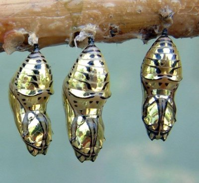 Mechanitis Butterfly Chrysalis