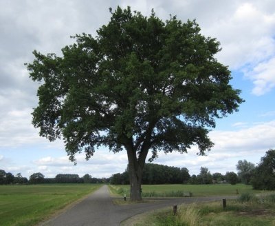Oak tree