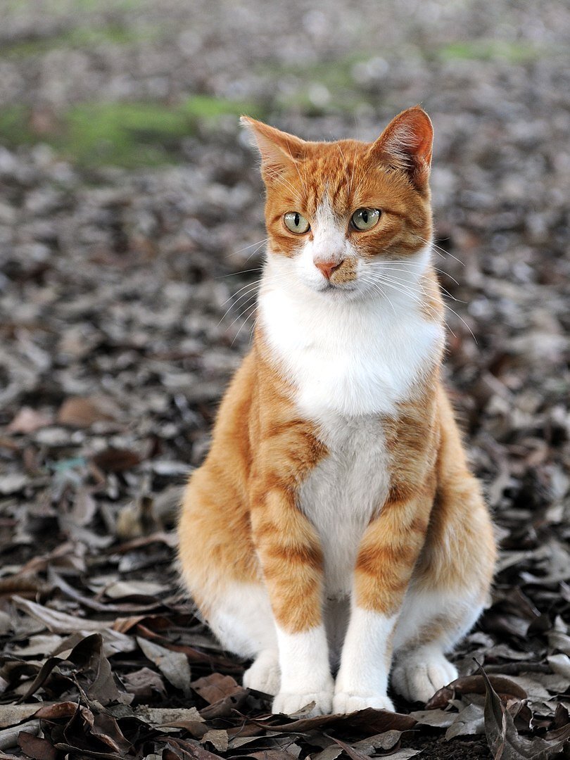 Orange tabby cat sitting on fallen leaves