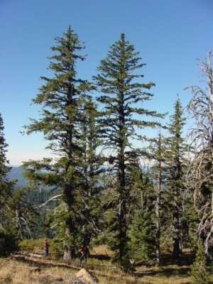 Pinus balfouriana subsp. balfouriana pine tree