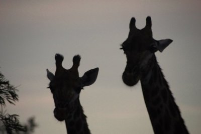 Two giraffe neck and head