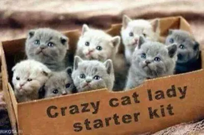 Crazy cat lady starter kit 1 3 image thumb9