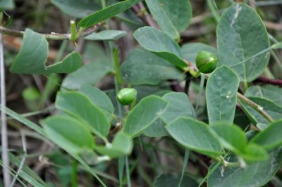 Capparis spinosa Wild caper leaves and fruit berries