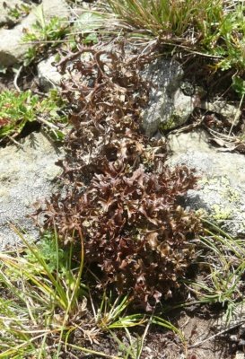 Cetraria islandica Iceland moss