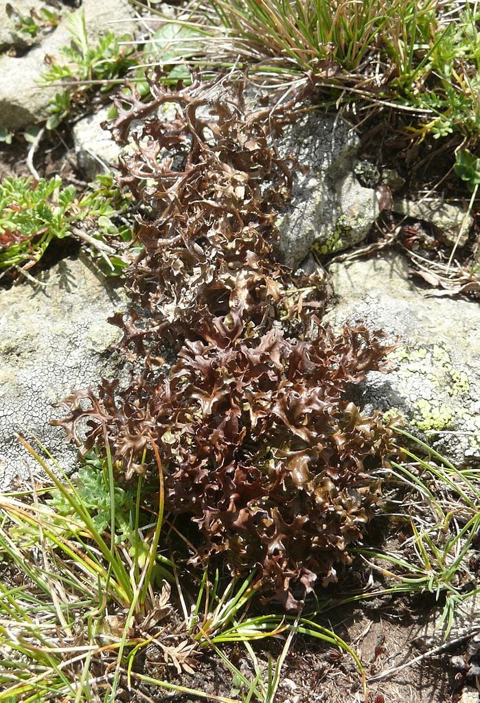 Cetraria islandica Iceland moss