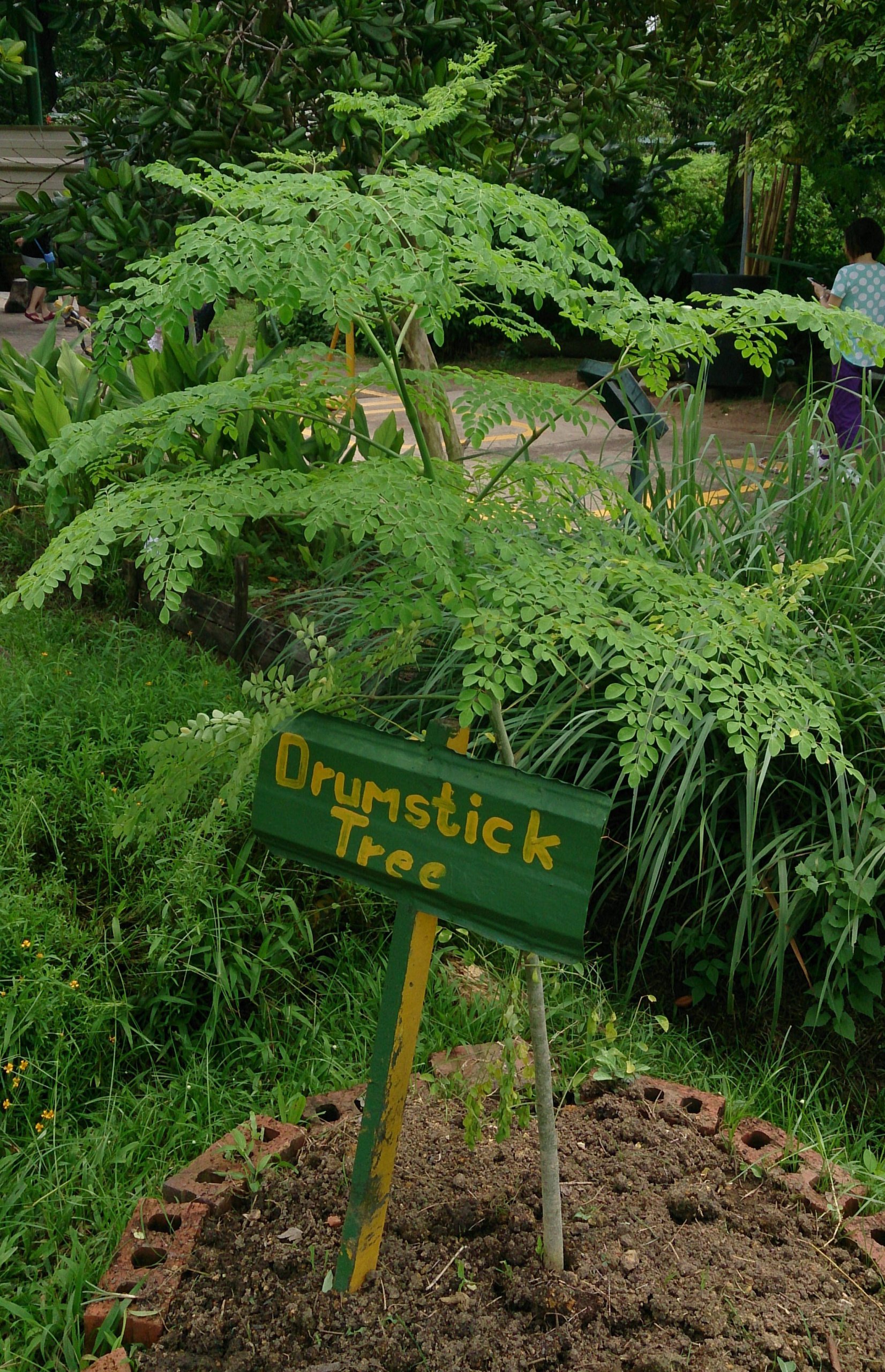 Horseradish tree Moringa oleifera Drumstick tree