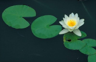Nymphaea odorata fragrant water lily flower