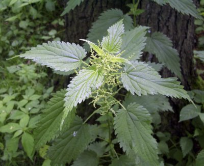 Stinging nettles