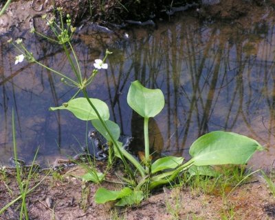 The flowering plant of Alisma plantago-aquatica Water Plantain