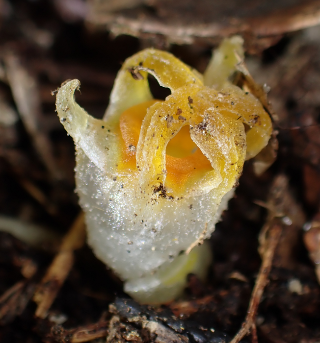 Fairy Lanterns plant