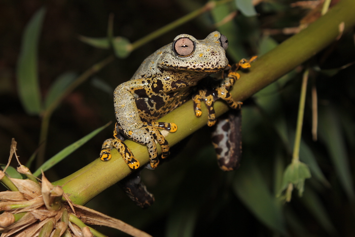 Hyloscirtus tolkieni stream frog named after .R.R. Tolkien