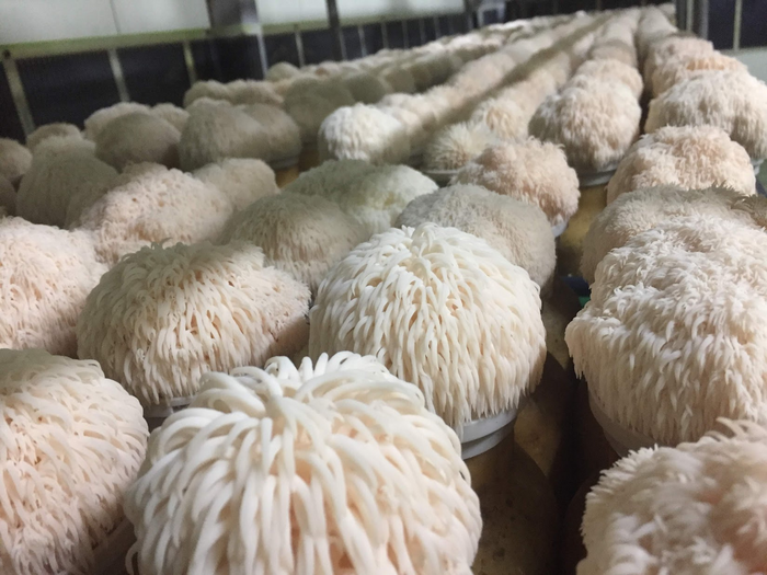 Ignore the swirling colors and focus. New research shows an active compound in edible mushrooms boosts nerve growth, enhances memory, and helps grow new brain cells. 1 Lion's mane mushroom improved brain cell growth and memory
