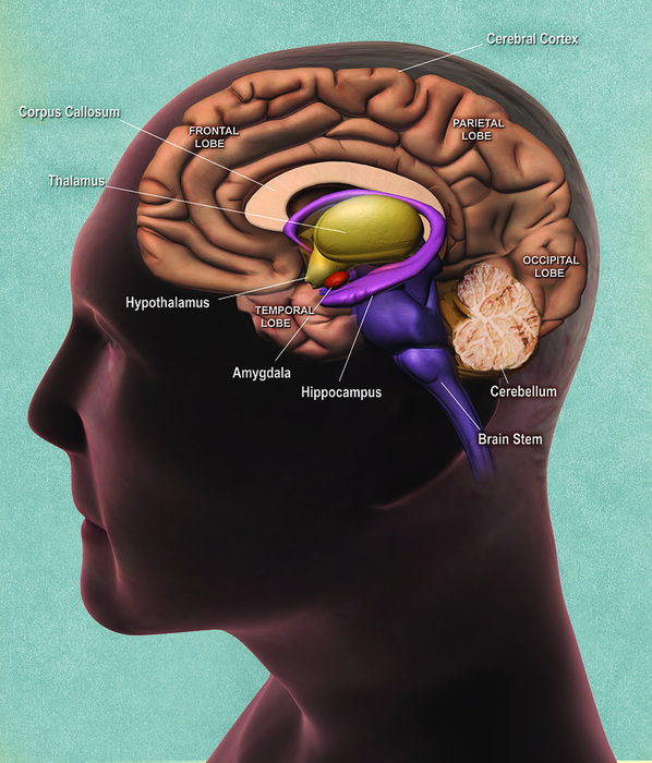 Side view illustration of the brain