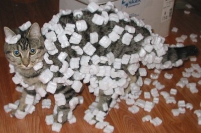 Styrofoam peanuts clinging to a cat's fur due to static electricity