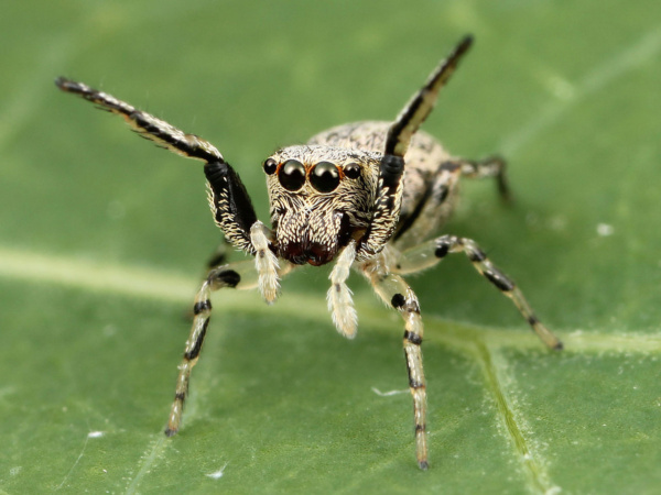 1280px kaldari zygoballus rufipes female 02