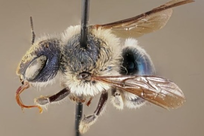 2 O. calaminthae photo taken by Chase Kimmel 550x367